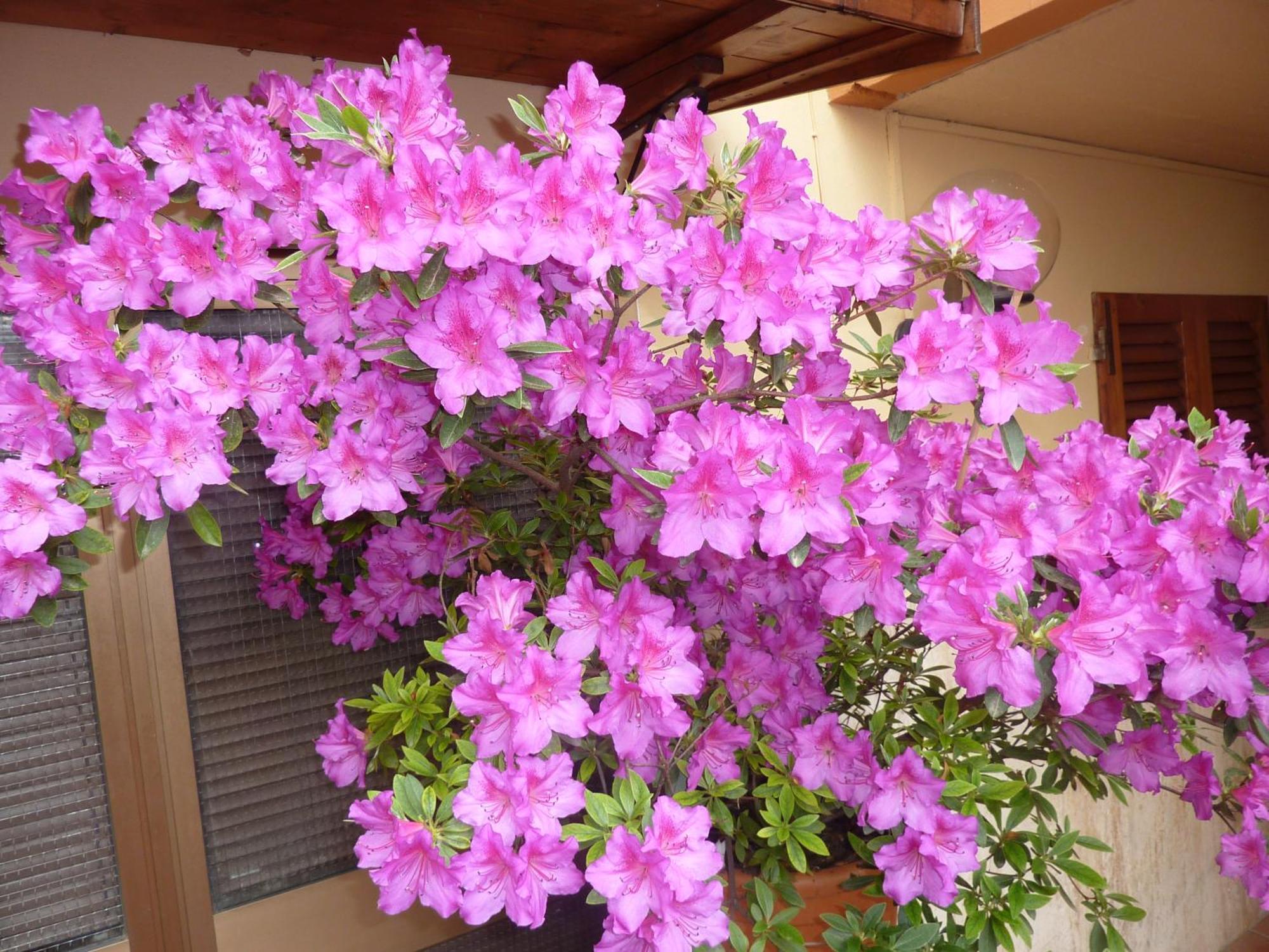 Primettahouse Hotel San Gimignano Bagian luar foto